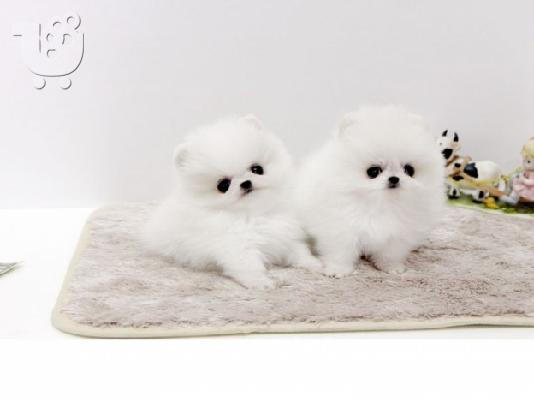 PoulaTo: πομερανός μινι καθαρόαιμα/ Pomeranian Mini